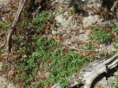 Ludwigia grandiflora grandiflora