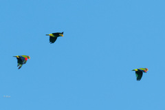 Amazona xantholora