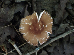 Pluteus deceptivus