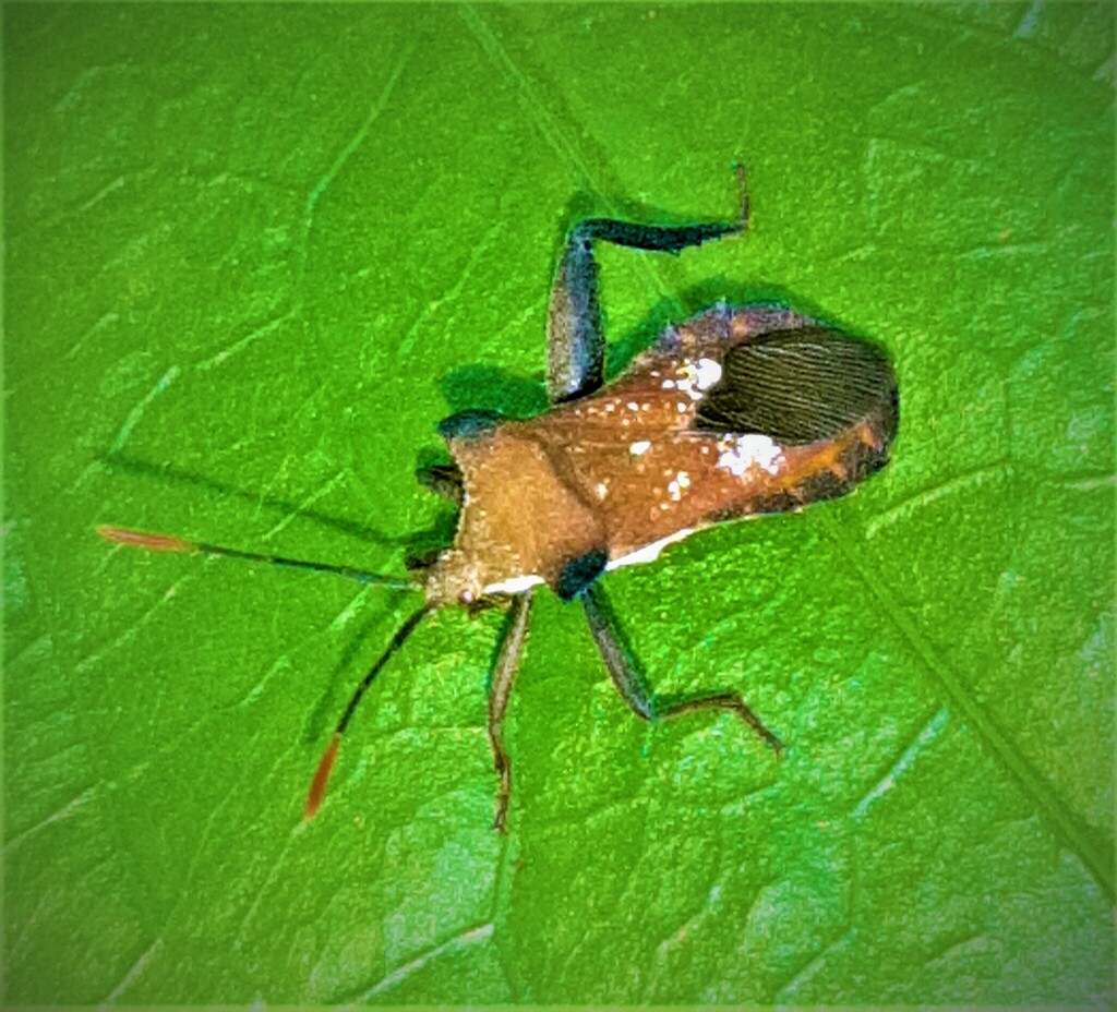 Mozena lurida