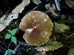 Pluteus deceptivus