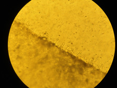 Pluteus deceptivus