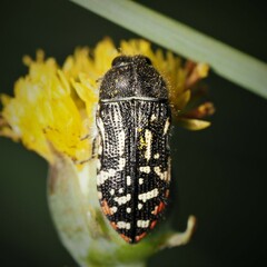 Acmaeodera miliaris