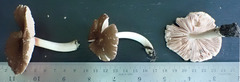 Pluteus deceptivus