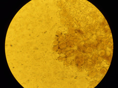 Pluteus deceptivus
