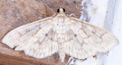 Herpetogramma theseusalis