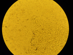 Pluteus deceptivus
