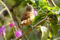 Cantorchilus modestus