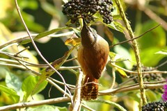 Cantorchilus modestus
