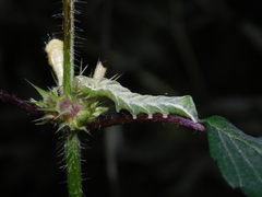 Melanchra persicariae