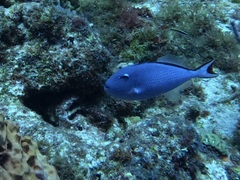 Xanthichthys ringens