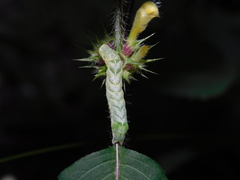 Melanchra persicariae