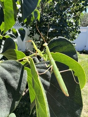 Mantis religiosa