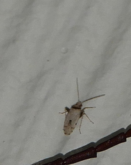 Parthenicus deleticus