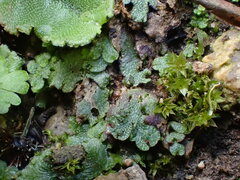 Mannia triandra