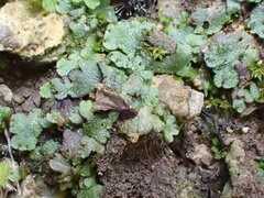 Mannia triandra