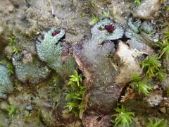 Mannia triandra