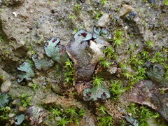 Mannia triandra