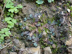 Mannia triandra
