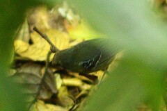 Thamnophilidae