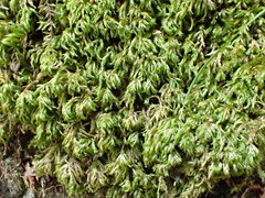 Plasteurhynchium striatulum