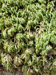 Plasteurhynchium striatulum