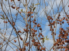 Combretum hereroense