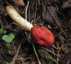 Leratiomyces erythrocephalus