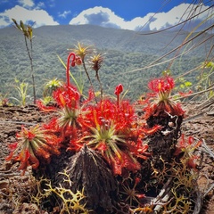 Drosera neocaledonica