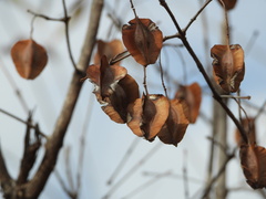 Combretum hereroense