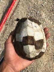 Rhinoclemmys rubida rubida