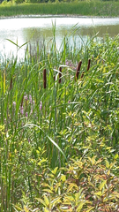 Typha angustifolia