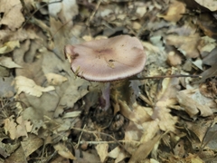 Cortinarius splendidus
