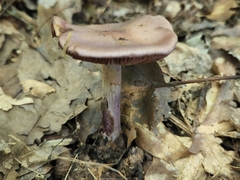 Cortinarius splendidus