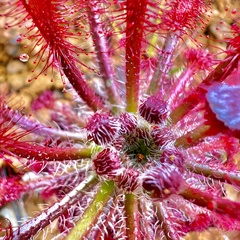 Drosera neocaledonica