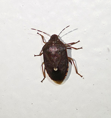 Holcostethus abbreviatus