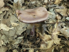 Cortinarius splendidus