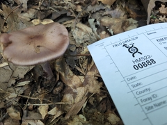 Cortinarius splendidus