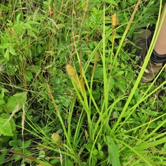Carex squarrosa