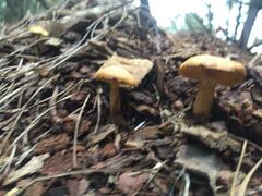 Cortinarius thiersii