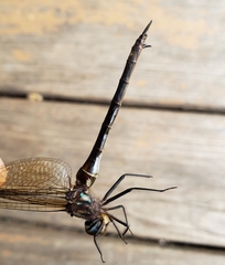 Somatochlora tenebrosa