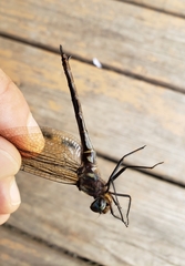 Somatochlora tenebrosa