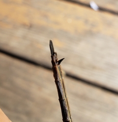 Somatochlora tenebrosa