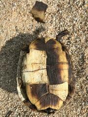 Rhinoclemmys rubida rubida