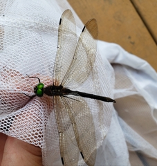 Somatochlora tenebrosa