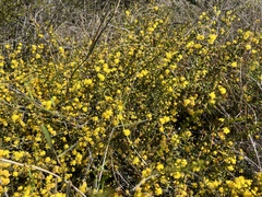 Acacia amblygona
