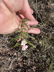 Androcalva pedleyi
