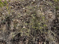 Androcalva pedleyi