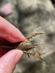 Cambarus carinirostris