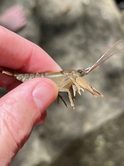 Cambarus carinirostris